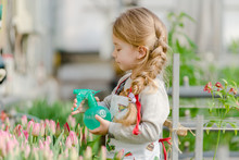 Little Girl Sprinkles Water Tulips In The Greenhouse.