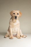 Fototapeta Mapy - Cute yellow lab puppy isolated and sitting on light background in studio