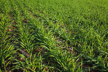 Field of Barley on a sunny autumn afternoon. It is a member of the grass family and cereal grain. It is also used as a winter cover crop grown to maintain soil quality, fertility and productivity.