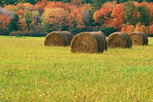 Rolled Hay Bale With Field Beyond