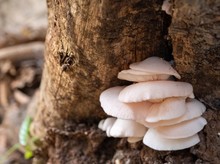 Closeup Shot Of A Tree Fungus Growing  In A Corner Of A Tree