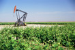 Pump jack oil well in field