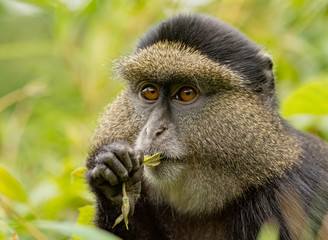 golden monkey in volcanoes national park, rwanda