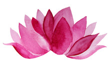 Watercolor Hand-drawn Pink Flower Lotus Isolated On White Background