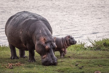 Wall Mural - Baby and a mother rhino near the sea during daytime