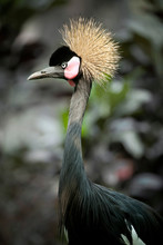 Exotic Bird Head, Grey Crowned Crane - Bird Photo Series