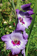 Purple gladiolus flowers