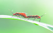 Dysdercus cingulatus,Red Cotton Bug