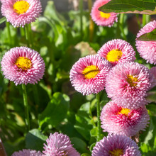 Fully Open Blooming Common Daisy Or Bellis Perennis Or English Daisy With Large Pink Flower And Yellow Center