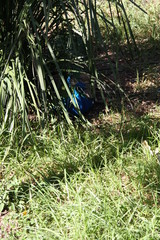 Peacock in grass