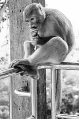 Canvas Print - Closeup vertical grayscale photo of rhesus macaque primate monkey sitting on a metal railing