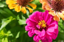 Purple Common Zinnia In A Garden Surrounded By Flowers And Greenery Under Sunlight