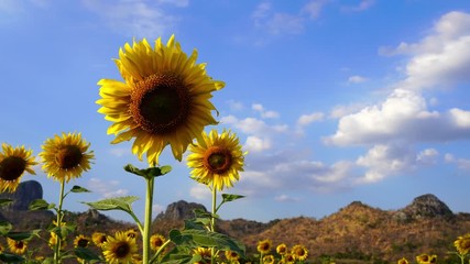 Wall Mural - sunflower at kao jeen lae mountain in lopburi, thailand