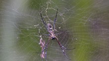 A Golden Orb Web Spider Surrounded With It's Own Web To Trap More Insects - Close Up
