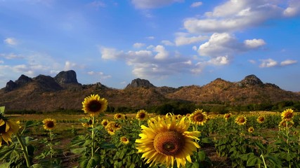 Wall Mural - sunflower at kao jeen lae mountain in lopburi, thailand