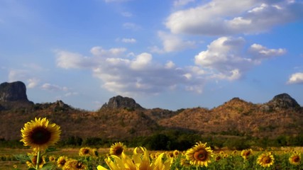 Wall Mural - panning shot of sunflower at kao jeen lae mountain in lopburi, thailand