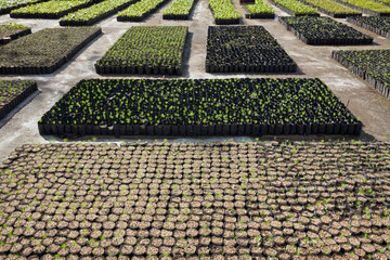 Poster - Nursery seedling pattern of pine.