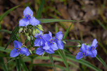 Blue Spiderwort Flowers In Early Spring