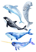 Sea Animals Isolated On White Background. Killer Whale, Blue Whale, Beluga Whale, Narwhal And Bottlenose Dolphin.