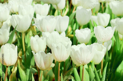 Dekoracja na wymiar  piekne-biale-tulipany-kwitna-z-zielonym-lisciem-w-polu-tulipanow