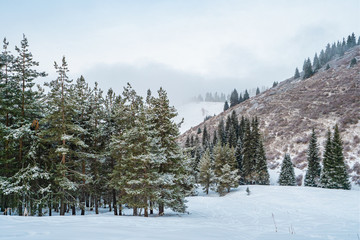 Morning in the winter coniferous forest in the mountains