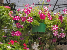 Beautiful Red-white Vinca Difformis Flowers Blossom In Flower Pot Hang In Garden With Nature Blurred Background.