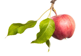 apple tree branch with fruits isolate. ripe apple on a branch close-up on an isolated white backgrou