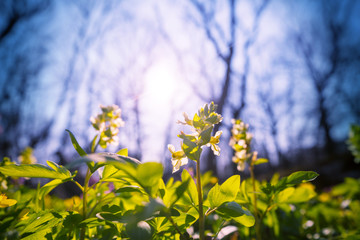 Wall Mural - Spring forest