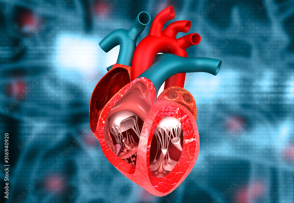 Cross section anatomy of human heart on medical background. 3d ...