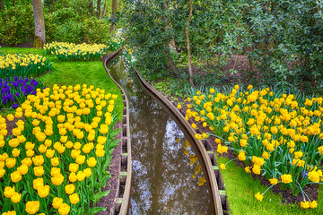 Fotomurales - multicolored Tulips in the Keukenhof park in Netherlands 
