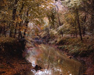 Sticker - Beautiful crisp scene of a river crossing a colorful forest in autumn