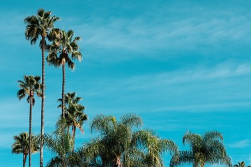 Sticker - Low angle shot of beautiful palm trees under the clear blue sky