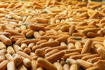 Lots of golden yellow background features of whole corncob pile	