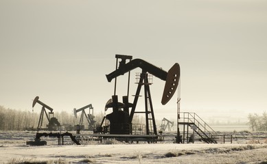 Poster - Field with oil pump jacks surrounded by greenery under sunlight