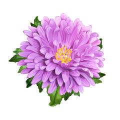 Wall Mural - Beautiful summer flower of violet Aster isolated on white background for luxury floral design