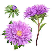 Set Of Three Beautiful Summer Flowers Of Violet Aster Isolated On White Background For Luxury Floral Design