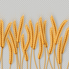 Wall Mural - Bunch of wheat ears, dried whole grains seamless realistic illustration isolated on transparent background. Bakery object template. EPS 10