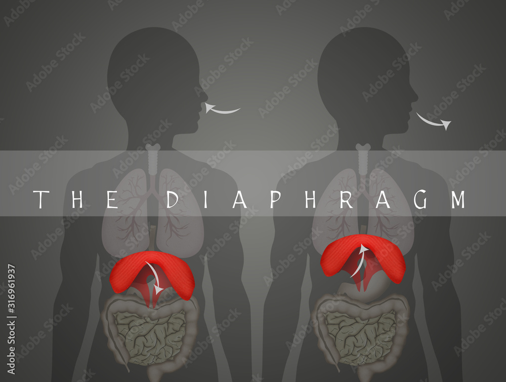 how the diaphragm works in breathing - obrazy, fototapety, plakaty 