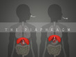 how the diaphragm works in breathing