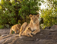 Lioness With Cubs At Tanzania