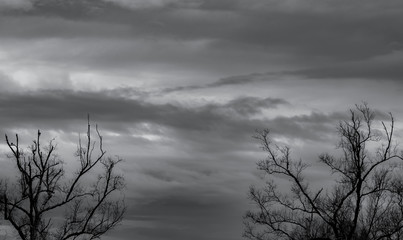 Wall Mural - Silhouette dead tree on dark sky and gray clouds background for sad, death, grief, and lament. Summer night abstract background. Hopeless and despair concept. Art image of nature with copy space.
