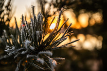 Beautiful Sunset And Frost Pine Needles At Winter, Finland.