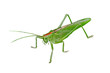 A big green locust isolated on a white background