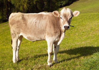 Wall Mural - Brown cow on meadow (bos primigenius taurus)