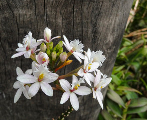 Sticker - Flowers in Singapore