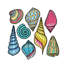 Hand Drawn Set Of Various Seashell