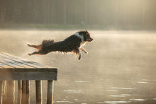 The Dog Jumps Into The Water. Australian Shepherd On A Wooden Walkway On A Lake. Pet In Nature