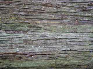 Wall Mural - grunge wood plank Texture background for design