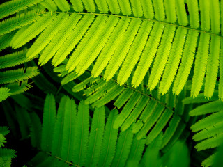 Cha Leaves are Arranged in Row