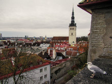 Seagull Watching Tallinn Old Town Orange Rooftops On A Cloudy Day.